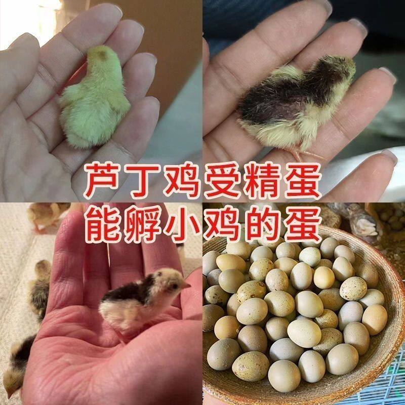 可孵化芦丁鸡种蛋网红迷你宠物鸡纯白礼服德系精品卢丁鸡受精蛋