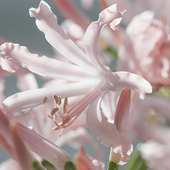 「七里花乡尼润石蒜种球」 钻石百合纳丽花粉色多年生裸球发货