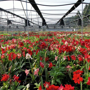 朱顶红杂交自育朱不确定品种 现挖裸球发货 花色单重瓣