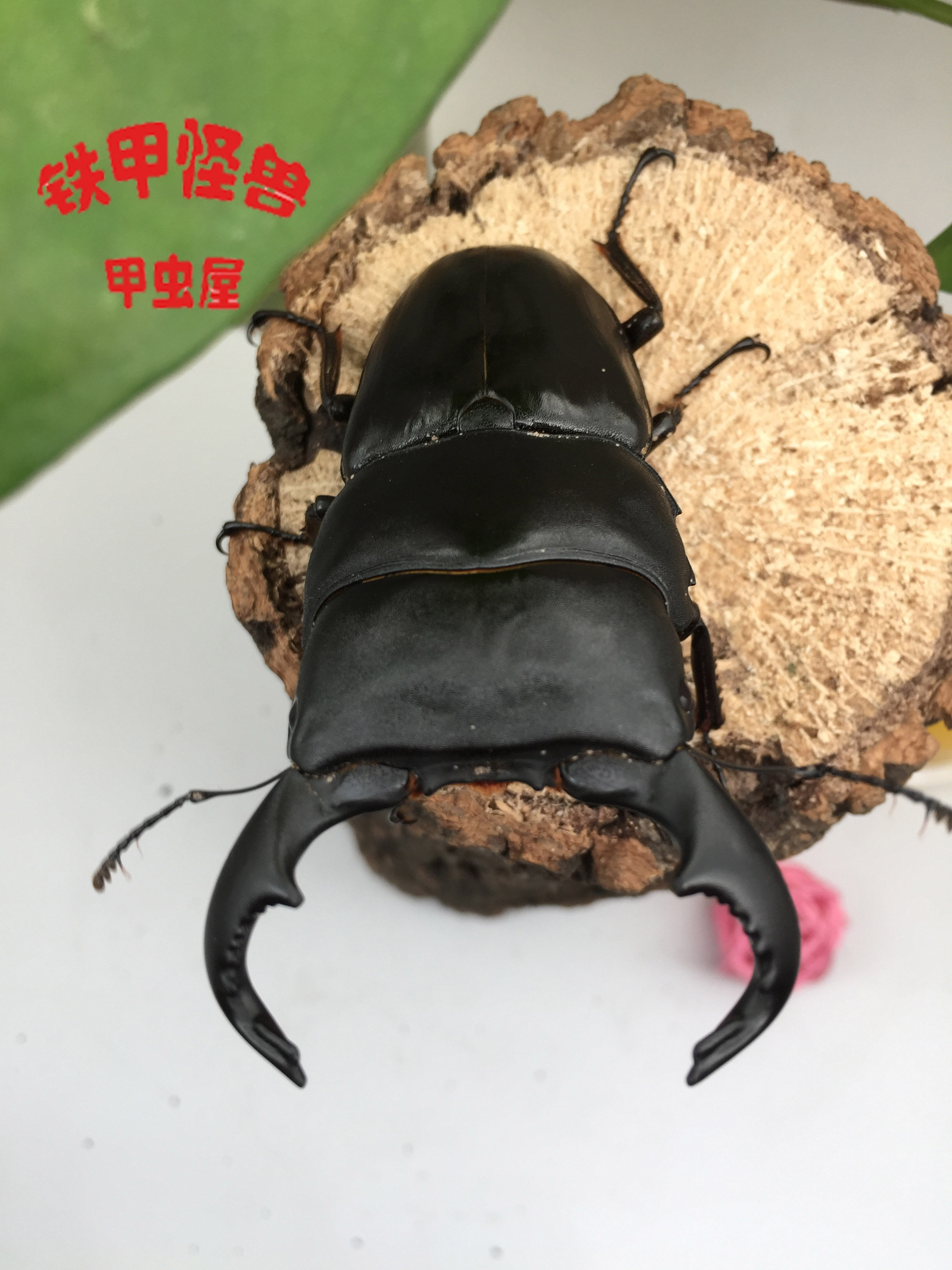 《铁甲怪兽》牛头扁巨扁锹甲,幼虫,成虫