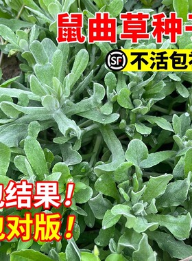 鼠曲草种子新鲜采摘现鼠曲草清明菜鼠耳苗草艾做粑粑田艾草绿植J