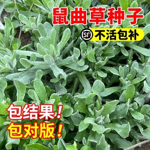 鼠曲草种子新鲜采摘现鼠曲草清明菜鼠耳苗草艾做粑粑田艾草绿植J