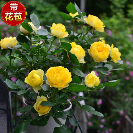 金丝雀 月季花苗大花浓香四季爬藤植物蔷薇花苗庭院阳台盆栽勤花