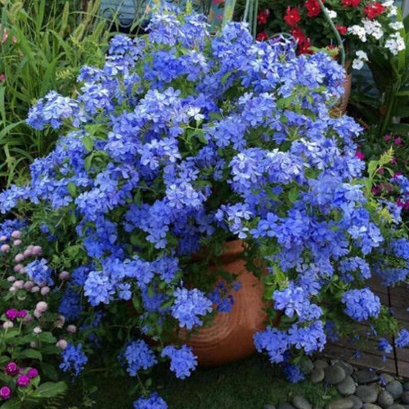 蓝雪花苗 藤本攀援爬藤室内外庭院盆栽花卉 清新淡雅多花耐热耐寒