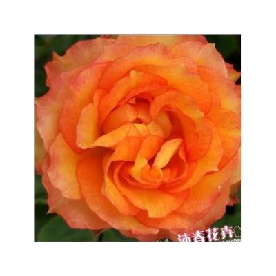 沐春月季埃斯丹麦阳台系列荷兰