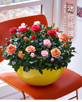 欧洲月季钻石玫瑰植物盆栽微型花苗带花苞带盆栽好发货