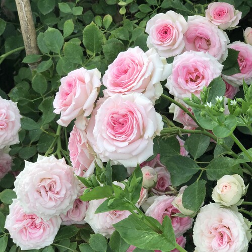 庭院阳台四季多花蔷薇