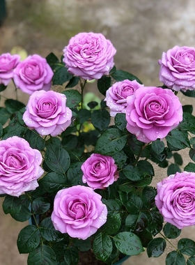 玫瑰花苗浓香特大花带花苞花卉绿植物室内外庭院阳台盆栽蔷薇月季