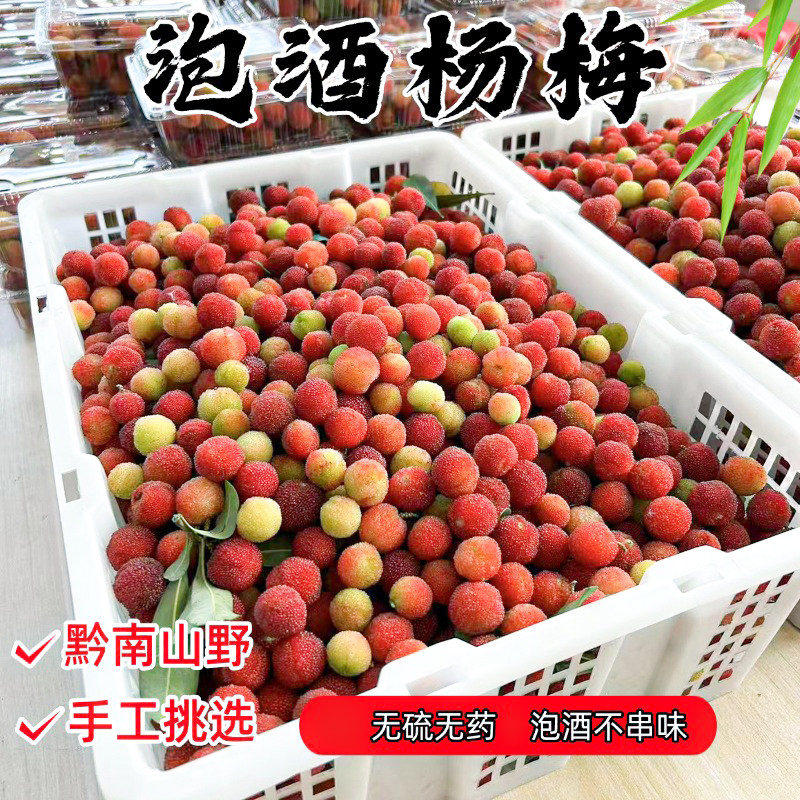 黔南山野新鲜杨梅无硫无药手工挑选泡酒不串味当季孕妇水果
