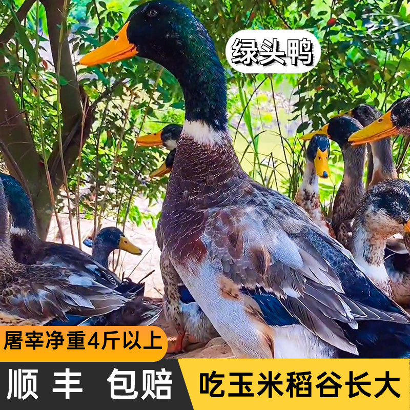 新鲜贵州水鸭顺丰包邮农家喂养