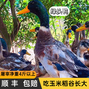 农村喂养绿头鸭土贵州散养洋鸭番鸭旱鸭子顺丰包邮