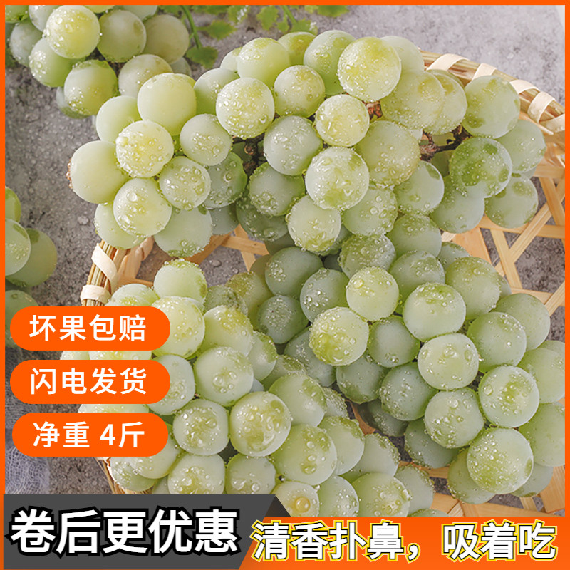 贵州水晶葡萄新鲜现摘当季关口水晶香水青葡萄孕妇水果包邮