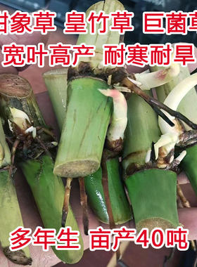 甜象草3号种节无毛耐寒皇竹草红象草巨菌草种节多年生四季牧草种