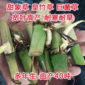 甜象草3号种节无毛耐寒皇竹草红象草巨菌草种节多年生四季牧草种