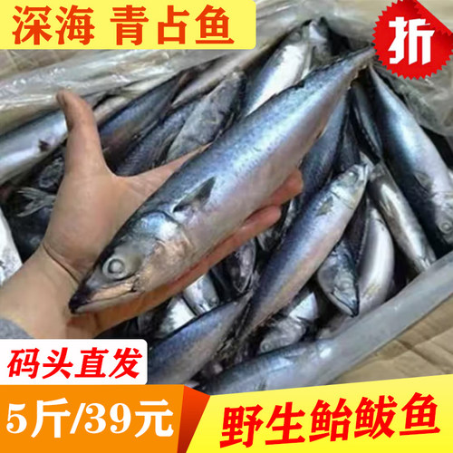 大鲅鱼新鲜活鲐青占鱼鲐鲅鱼