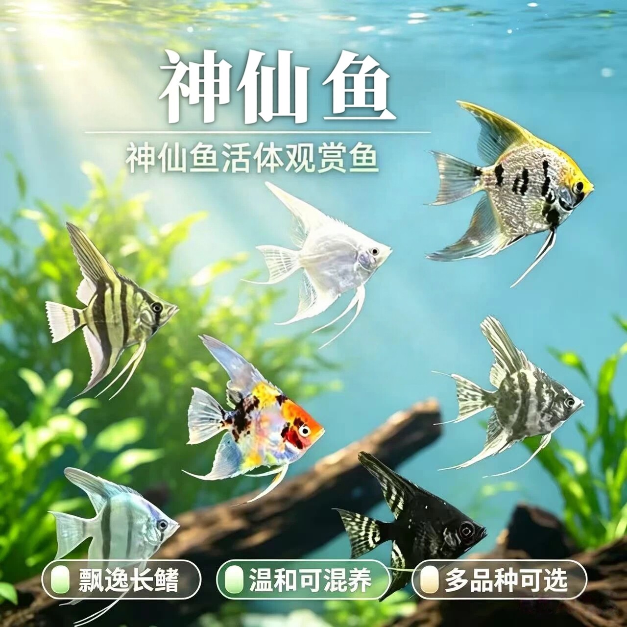 秘鲁神仙鱼活体草缸群游