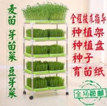 豆苗育苗盆种植盘带托盘家用蔬菜盆1