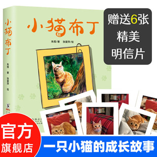【赠小猫明信片6张】小猫布丁 朱煜著 附赠精美明信片 一只流浪小猫的成长史 二三四年级小学生课外阅读书籍 老师推荐儿童文学读物
