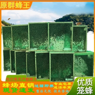 蜂群中蜂带王阿坝中蜂王双色红背开产种蜂王土蜂出售笼蜂蜜蜂活群