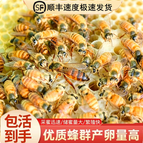 广东纯种金黄色双色红背蜂王种王活体金色蜜蜂笼蜂四色中蜂蜂群