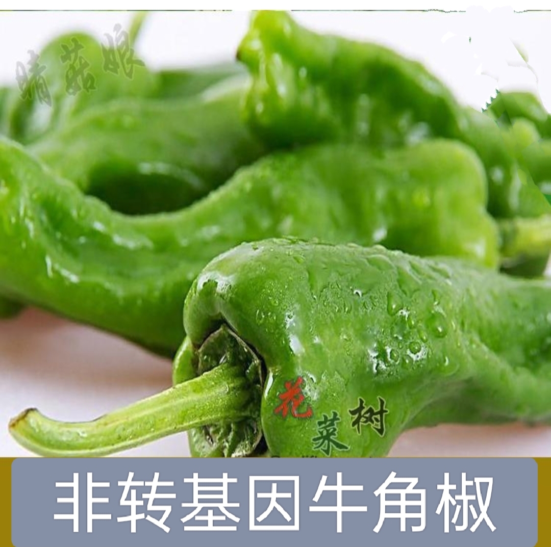 春季菜园四季阳台牛尖辣椒菜椒线椒朝天椒蔬菜种子青菜种籽子大全