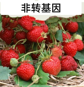 四季阳台春秋菜园红白奶油草莓子籽瓜果类植物易爬藤植物花卉大全