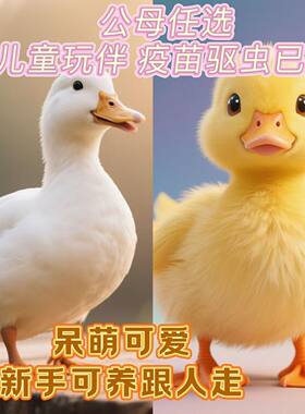 活宠物小黄鸭子活的网红鸭