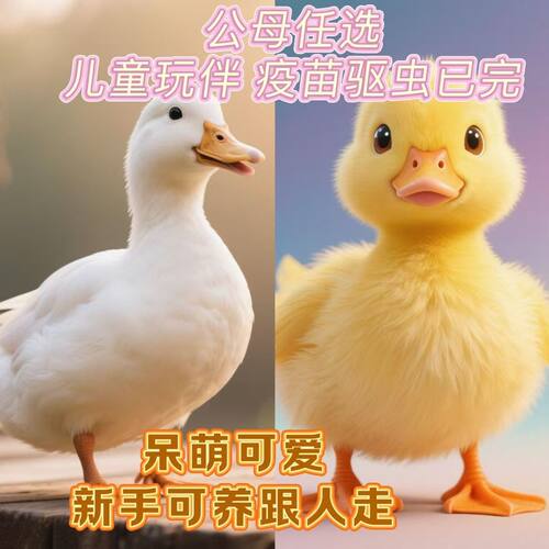 活宠物小黄鸭子活的网红鸭
