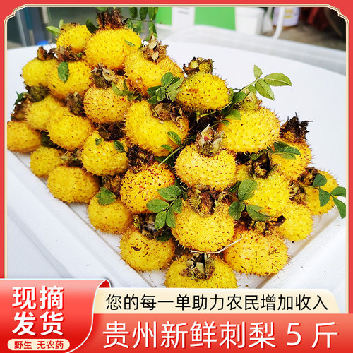 刺梨鲜果5斤刺梨贵州鲜果