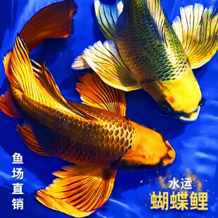 蝴蝶鲤观赏鱼熊猫蝴蝶鲤古铜黄金蝴蝶鲤锦鲤大尾巴冷水鱼招财鱼