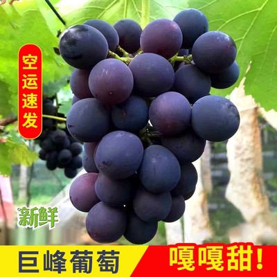 福建福安象环巨峰葡萄新鲜采摘礼盒装送人整箱超甜应季孕妇水果