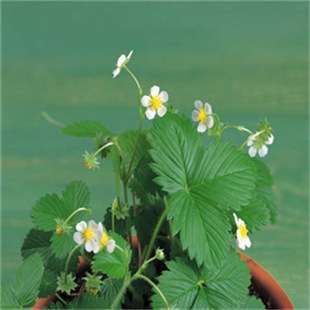 884938-01 ISA 608 63 D6ro 9-36Vdc 25bit SPB 3xM12_欧洲