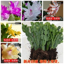 嫁接盆栽仙人掌多肉植物室内蟹爪兰1