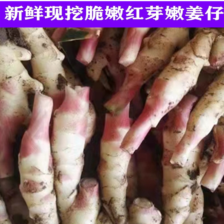 嫩姜新鲜山东挖子腌制云南