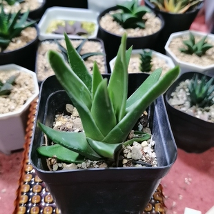 瑞鹤（满29包邮）