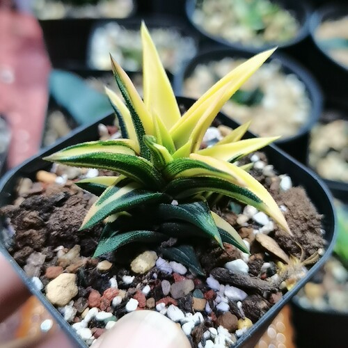 象牙之塔黄锦（满29包邮）