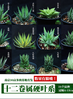 夏天好养多肉植物盆栽吸甲醛条纹