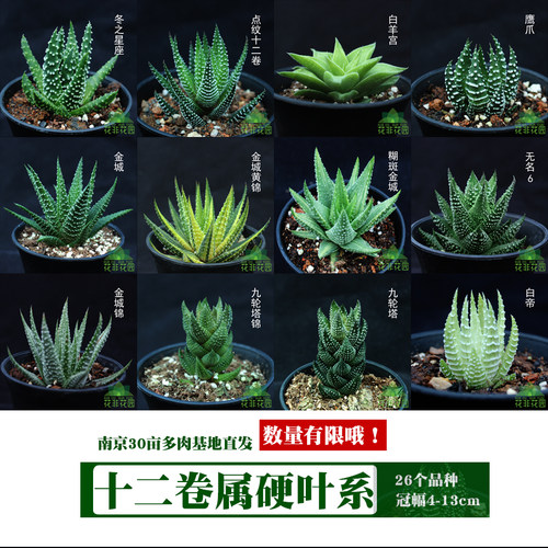 夏天好养多肉植物 盆栽 室内吸甲醛防辐射百合科十二卷属硬叶条纹 - 封面