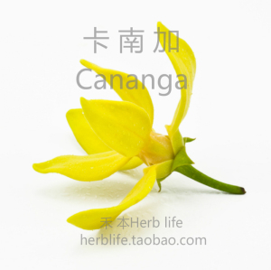 【禾本Herb life】大花依兰卡南加精油 10ml 柔和的花香调香