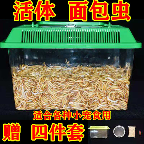 金龙鱼乌龟画眉鸟石蛙包邮黄粉虫
