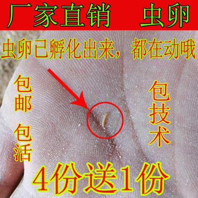 优质面包虫包邮技术黄粉虫