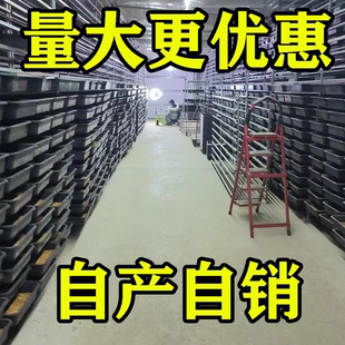 面包虫 活体 黄粉虫活虫 鹦鹉鱼 乌龟 金龙 鱼画眉鸟石蛙饲料包邮