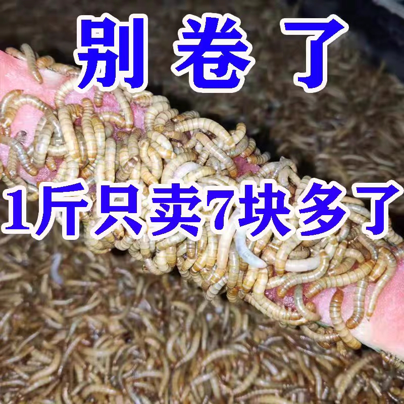 面包虫 活体 黄粉虫活虫 鹦鹉鱼 乌龟 金龙 鱼画眉鸟石蛙饲料包邮