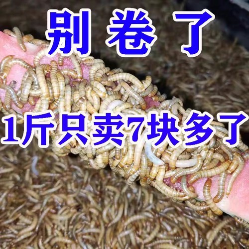 面包虫 活体 黄粉虫活虫 鹦鹉鱼 乌龟 金龙 鱼画眉鸟石蛙饲料包邮