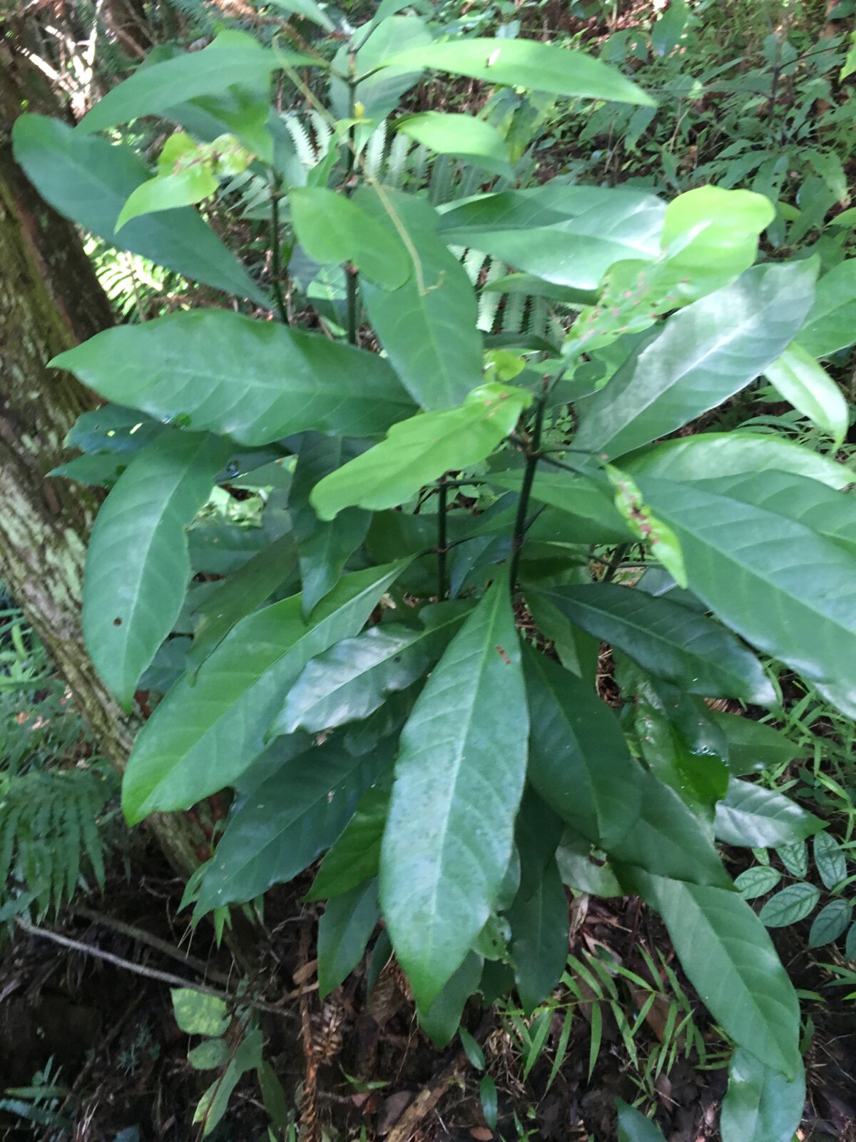 新鲜山大颜 九节木 大罗伞 火筒树盆筒山大刀 牛屎乌一斤包邮