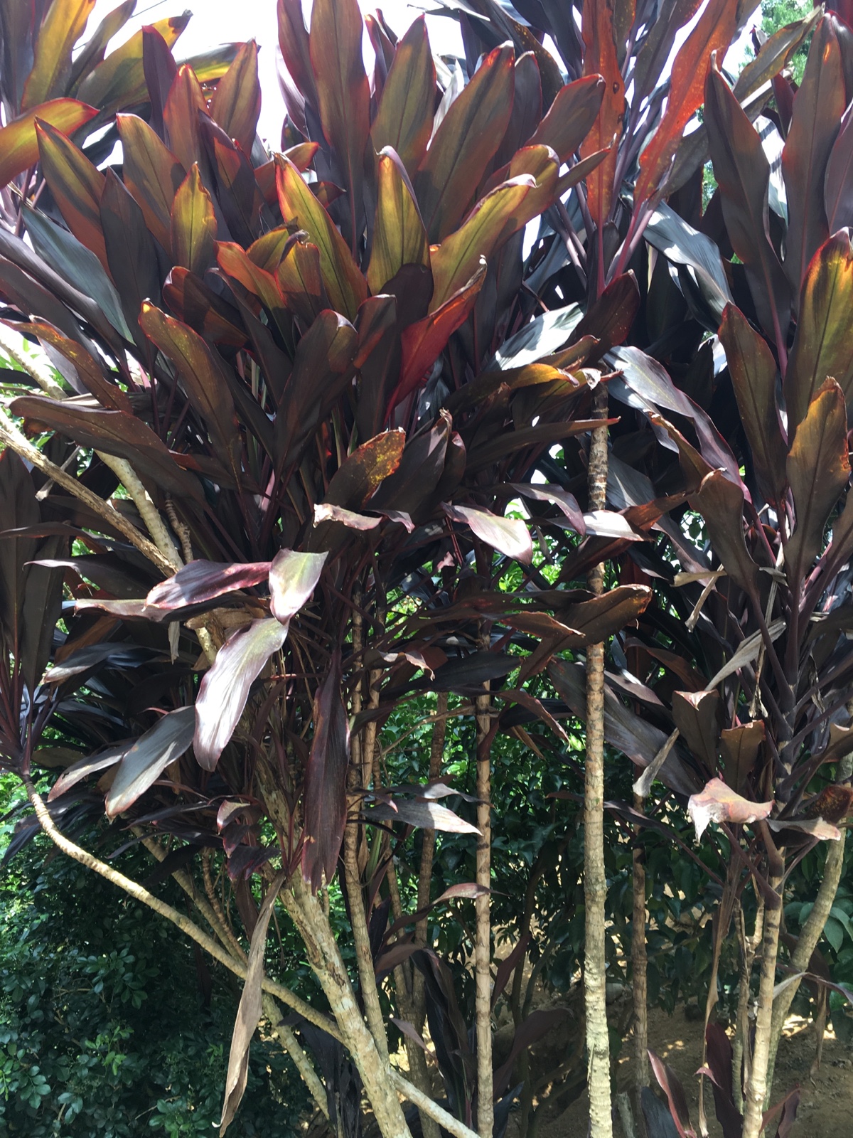 义龙山特产朱蕉朱竹铁莲草红叶铁树红铁树叶新鲜叶子一件10片包邮