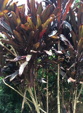 义龙山特产朱蕉朱竹铁莲草红叶铁树红铁树叶新鲜叶子一件10片包邮