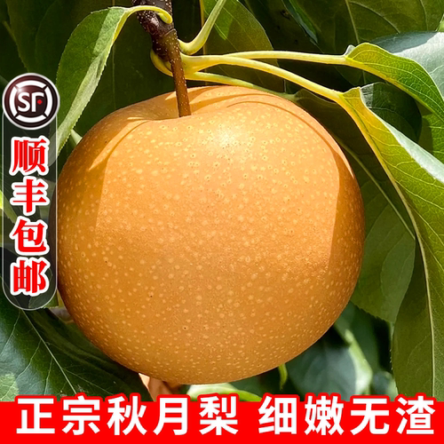 正宗秋月梨！细腻无渣！