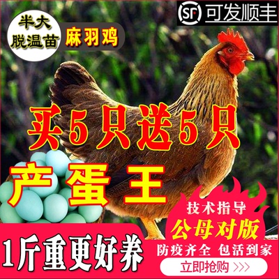 高产麻羽绿壳蛋鸡活体活苗绿壳蛋鸡苗脱温苗五黑鸡下蛋鸡包活到家