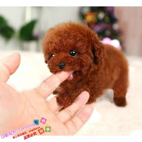 家养纯种红泰迪幼犬茶杯长不大的泰迪狗玩具型迷你赛级活体g2g,宠物/宠物食品及用品,狗狗,淘宝优惠券,粉丝福利购,淘宝优惠卷